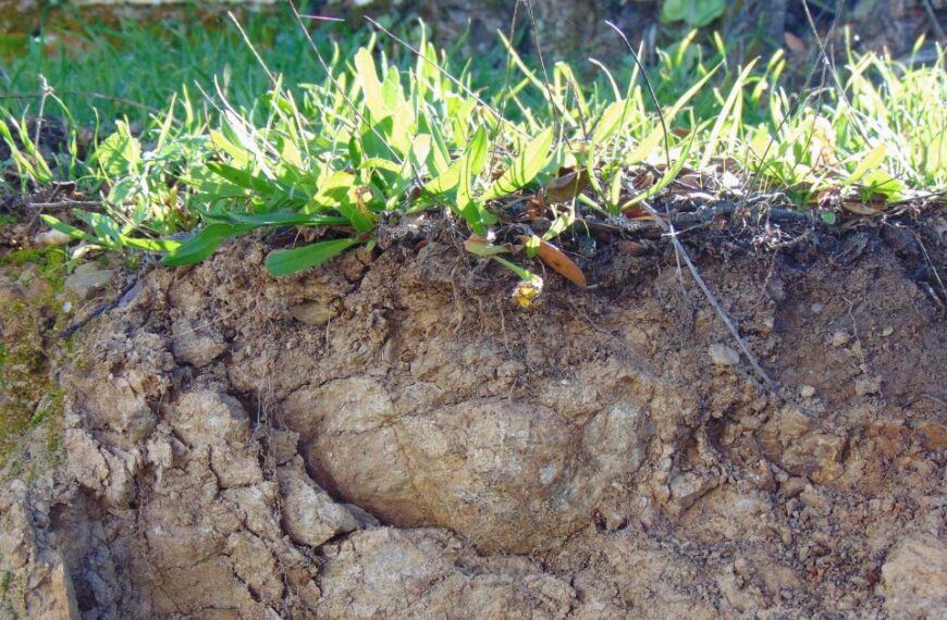 When is a soil considered healthy?