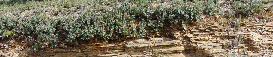 Contaminated soils of Cerro del Hierro. Andalusia (Spain)